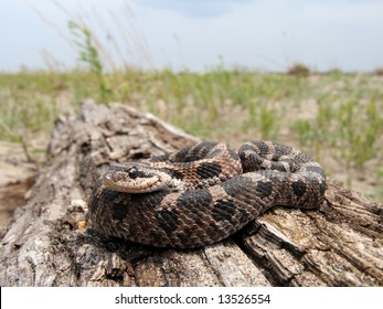 Eastern Hog-nosed Snake