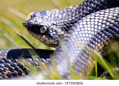 Eastern Hog-nosed Snake Ontario Canada