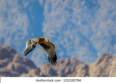 Eastern Imperial Eagle