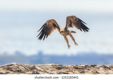 Eastern Imperial Eagle