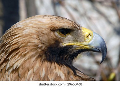 Eastern Imperial Eagle