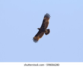 Eastern Imperial Eagle
