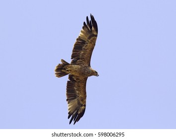 Eastern Imperial Eagle
