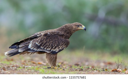 Eastern Imperial Eagle Aquila Heliaca