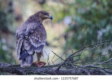 Eastern Imperial Eagle Aquila Heliaca