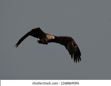 Eastern Imperial Eagle Flying 