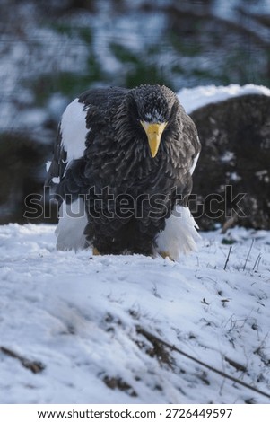 Eastern imperial eagle kept in captivity in an outdoor snowy aviary.