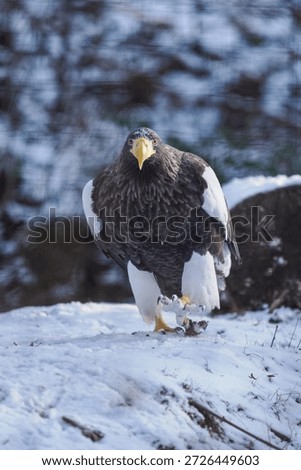 Eastern imperial eagle kept in captivity in an outdoor snowy aviary.