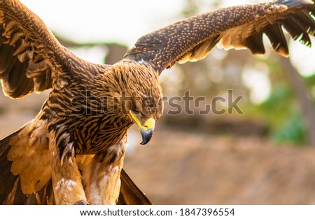 Eastern imperial eagle raises its wings in preparation for flight