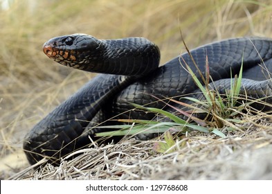 Eastern Indigo Snake (Drymarchon Couperi)