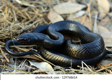 Eastern Indigo Snake (Drymarchon Couperi)