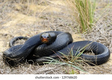 Eastern Indigo Snake (Drymarchon Couperi)