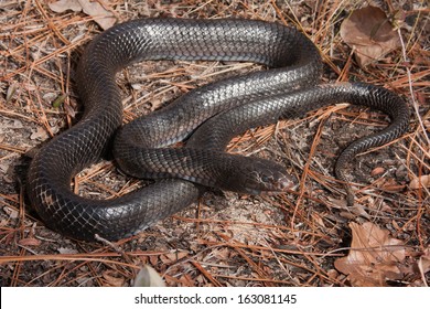 Eastern Indigo Snake (Drymarchon Couperi)