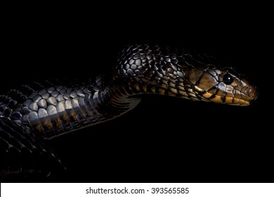 Eastern Indigo Snake (Drymarchon Couperi)