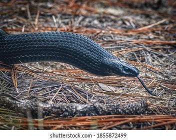 Eastern Indigo Snake With Tongue Out