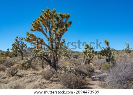 Eastern Joshua Trees (Yucca brevifolia var. jaegeriana) are famous succulent desert trees that are the symbol of Clark County in Southern Nevada