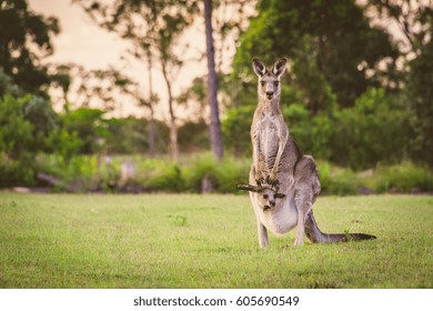 Восточные кенгуру в дикой природе