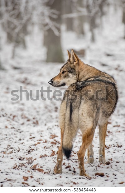 eastern wolfdog