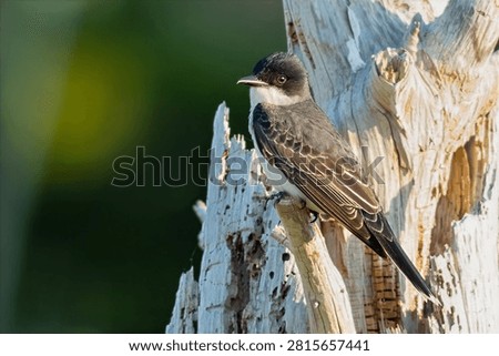 Eastern Kingbird in a Tree