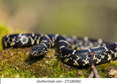 Eastern Kingsnake