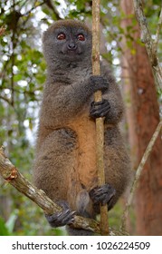 Eastern Lesser Bamboo Lemur