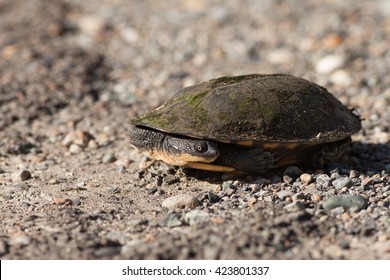 2,151 Long neck turtle Images, Stock Photos & Vectors | Shutterstock