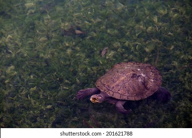 Eastern Long-necked Turtle, Barossa Valley, Australia