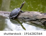 Eastern Long-necked Turtle basking on log