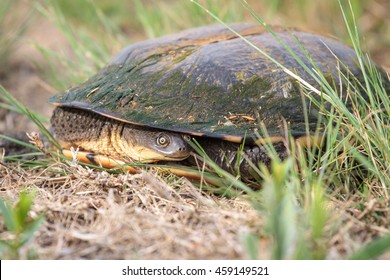 2,151 Turtle long neck Images, Stock Photos & Vectors | Shutterstock