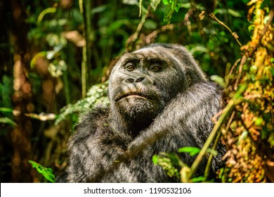 Eastern lowland gorilla in the darkness of African jungle, face to face in the nature habitat, great details, African wildlife, Gorilla gorilla gorilla.

