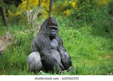EASTERN LOWLAND GORILLA gorilla gorilla graueri, MALE SITTING ON GRASS   - Shutterstock ID 1635562192