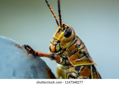 Eastern Lubber Grasshopper