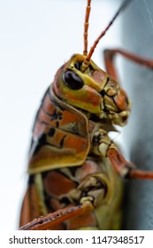 Eastern Lubber Grasshopper