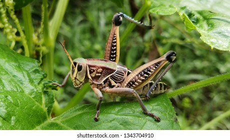 Eastern Lubber Grasshopper