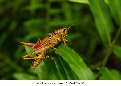 Eastern Lubber Grasshopper