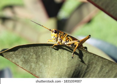 1,090 Eastern Lubber Grasshopper Images, Stock Photos & Vectors ...