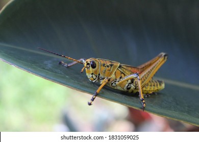 1,880 Lubber grasshopper Images, Stock Photos & Vectors | Shutterstock