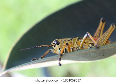 1,880 Lubber Grasshopper Images, Stock Photos & Vectors 