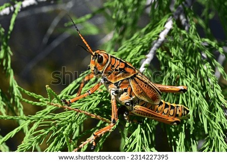 Eastern Lubber Grasshopper - Romalea microptera - perched on cypress branch in Dwark Cypress Forest in Everglades National Park, Florida..