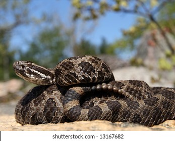 62 Massasauga rattlesnake Images, Stock Photos & Vectors | Shutterstock