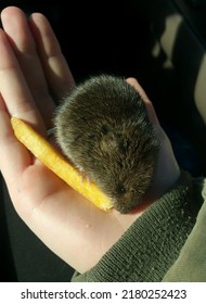 Eastern Meadow Vole Decided To Be My Friend So I Offered Him A Fry