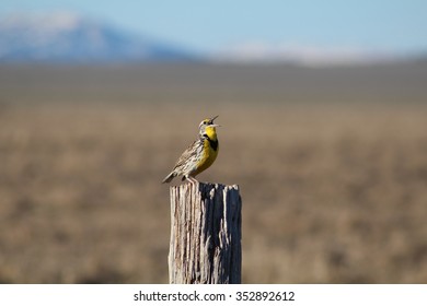 Eastern Meadowlark