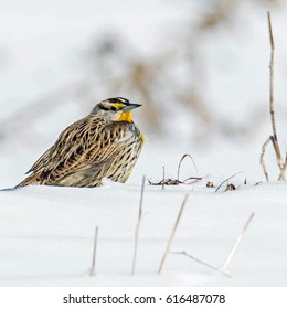 Eastern Meadowlark