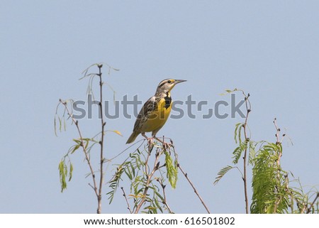 Eastern Meadowlark