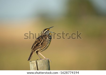 Eastern Meadowlark singing while perched on a post