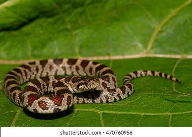 668 Eastern milk snake Images, Stock Photos & Vectors | Shutterstock