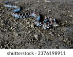 eastern milk snake in habitat