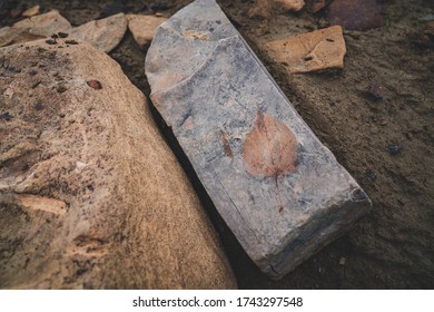 Eastern Montana Tree Leaf Fossil 