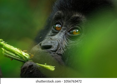 An eastern mountain gorilla baby feeding at Bwindi Impenetrable National Park, Uganda.