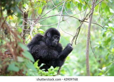 Eastern Mountain Gorilla Baby In Rain Forest Of Uganda